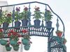 balcony gardening tips