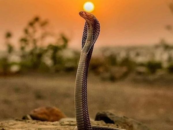 Mauna Panchami 2020 Vrat