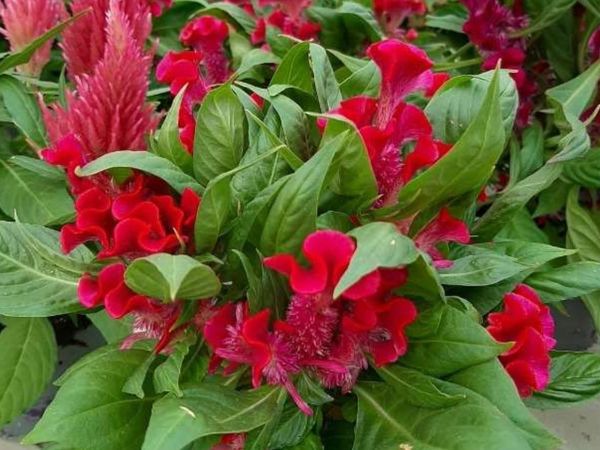 Mayur Shikha plant at home