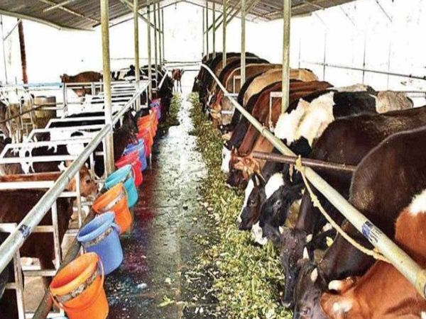 Varanasi Milk Supply