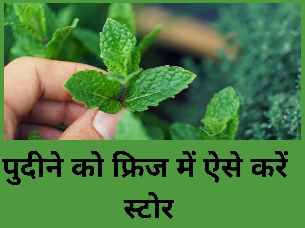 Benefits Of Mint Tea गर्मियों में रोजाना पिएं पुदीने की चाय, पेट को