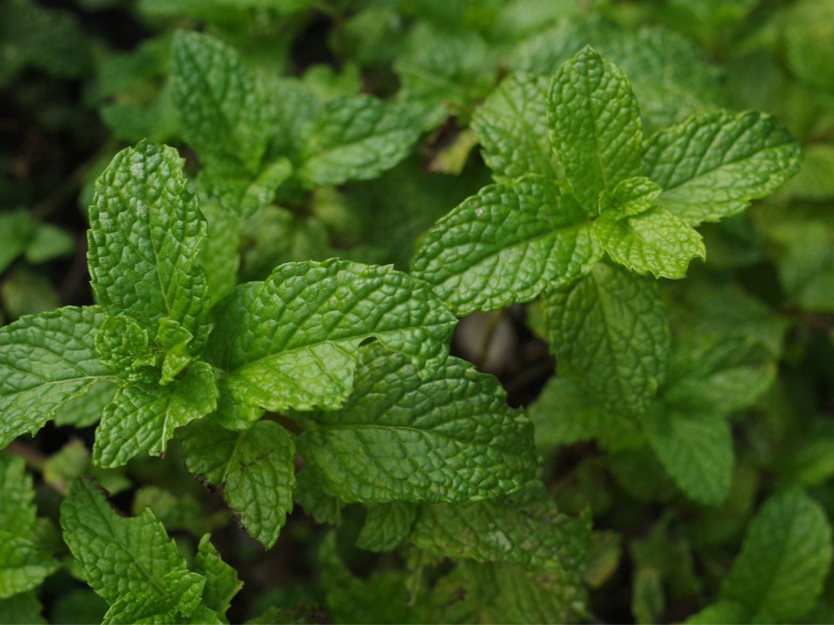 Mint Benefits for Skin: पुदीने को चेहरे पर लगाने से मिलते हैं गजब के फायदे, ऐसे करें इस्तेमाल