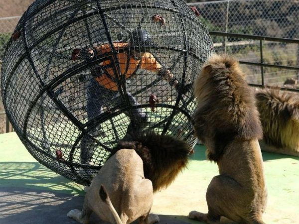 Khatron Ke Khiladi 12