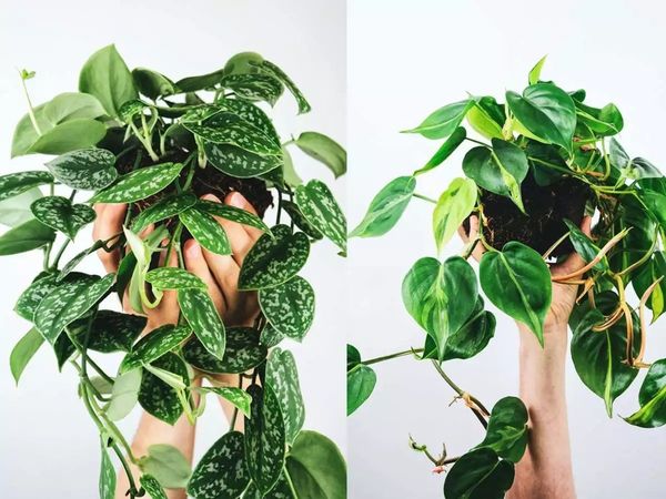 Money Plant Vastu Tips