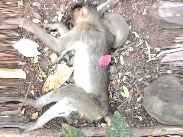 Monkey Death