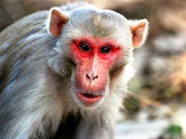 Monkey try to drag child