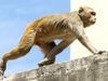 Monkeys run away with corona test samples in Meerut