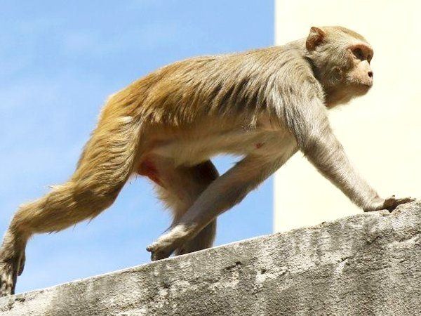 Monkeys run away with corona test samples in Meerut