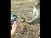  Monkey Mobile Phone Funny Video Goes Viral on Social media