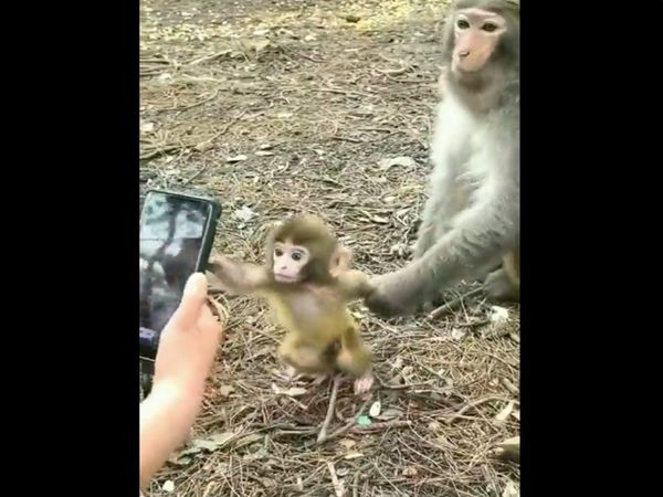  Monkey Mobile Phone Funny Video Goes Viral on Social media