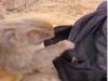 Viral Video Bandar nai Kee Chori Monkey Funny Video