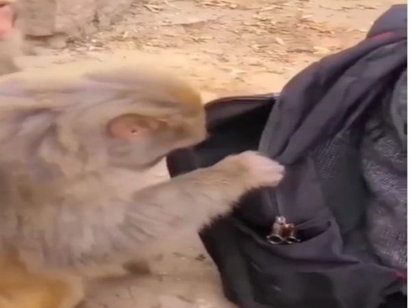 Viral Video Bandar nai Kee Chori Monkey Funny Video
