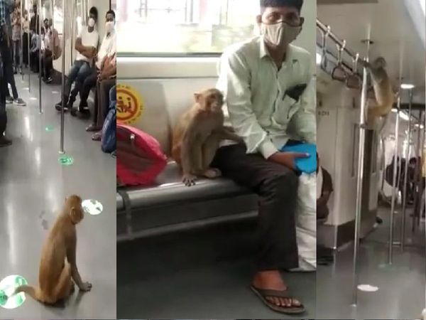 Monkey takes fun ride in Delhi Metro, video gone viral on Social Media