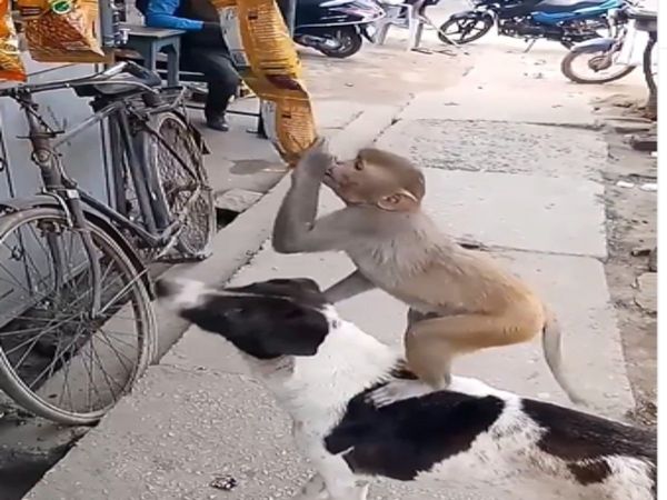 Monkey Dog Viral Video Monkey Dog Friendship Funny Viral Video
