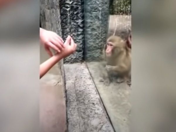 Monkey awestruck by zoo visitor magic trick Funny Video Goes Viral