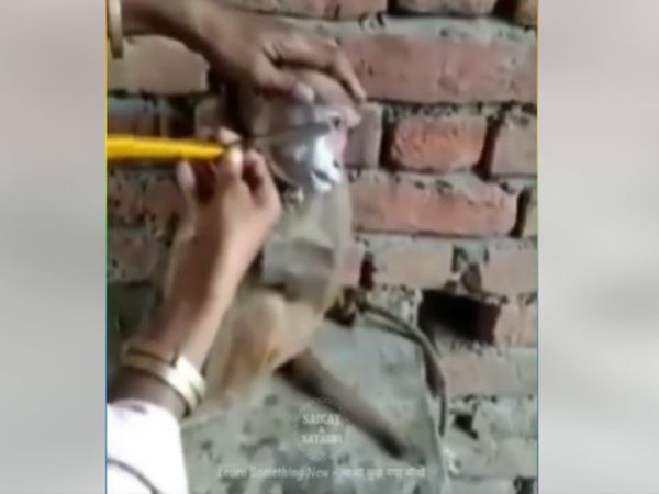 Funny Video Monkey Shave Video Goes Viral on Social Media