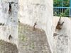 funny viral video of monkey, climbing the wall like Spider-Man 