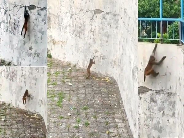 funny viral video of monkey, climbing the wall like Spider-Man 