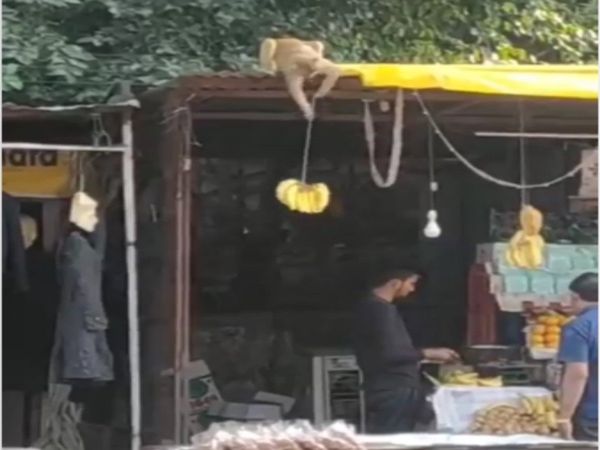 Monkey Viral Video Monkey steals banana Funny Viral Video in Hindi