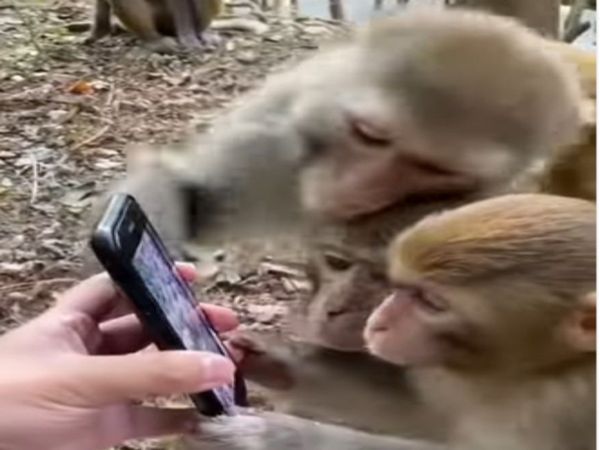 Monkey Viral Video Monkey See Video On Phone Funny Reaction Goes Viral