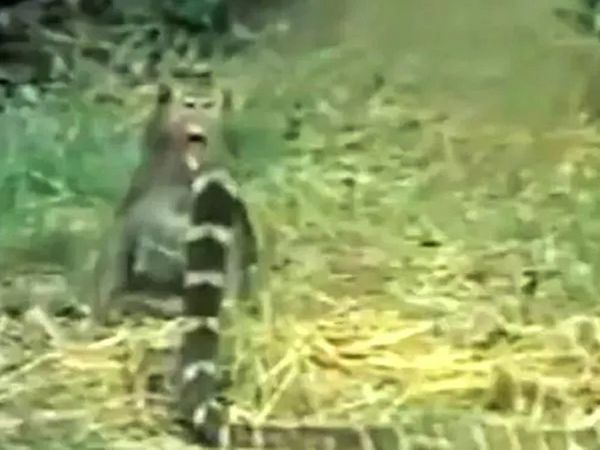 Monkey fights king cobra and comes out triumphant watch Video