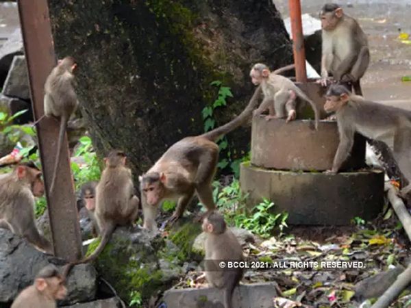  बंदरों से बचने के लिए BJP नेता की पत्नी ने छत से लगाई छलांग