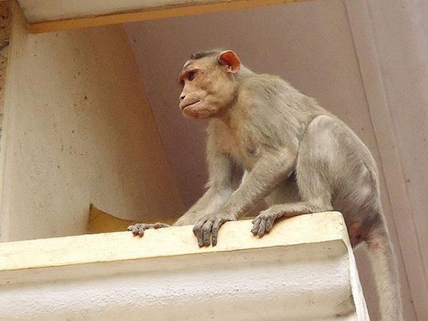 Can monkeys also fly kites