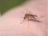 Mosquito Protection Tips