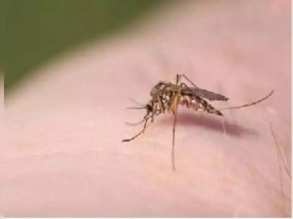Mosquito Protection Tips