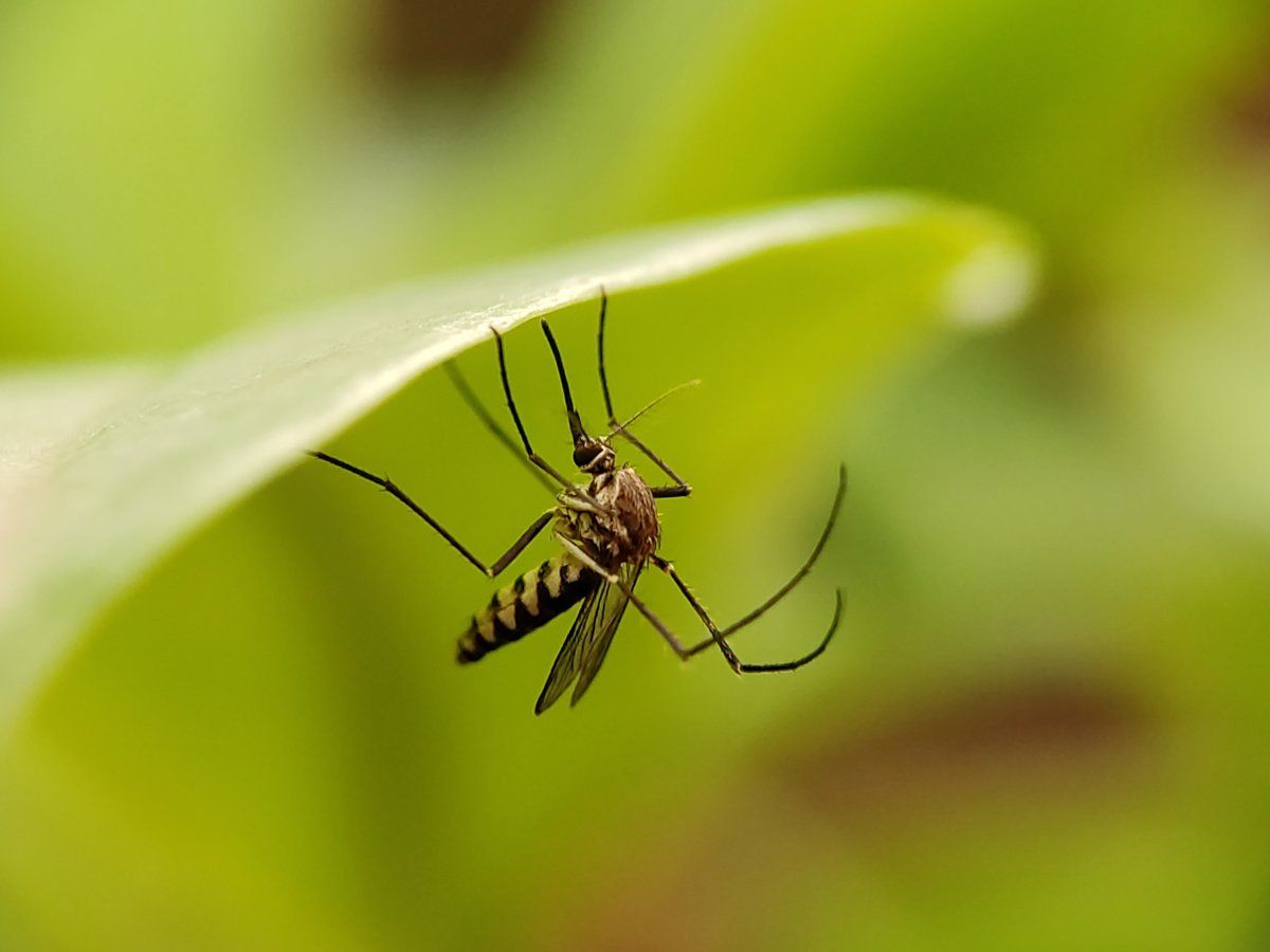 How To Get Rid Of Mosquitoes In The Garden Naturally