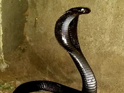 Mp Snake Bite Mp Snake Bite
