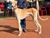 Dogs Day Mudhol hound dogs will protect PM narendra Modi