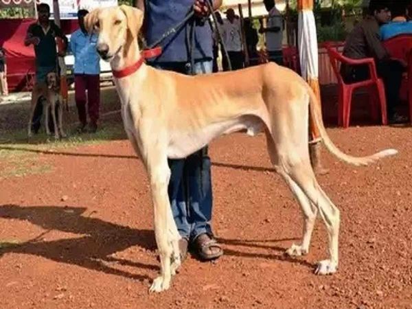 Dogs Day Mudhol hound dogs will protect PM narendra Modi