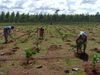 Mukhyamantri Vriksharopan Protsahan yojana plantation in Chhattisgarh, 1.21 lakh saplings planted in 3243 acres so far