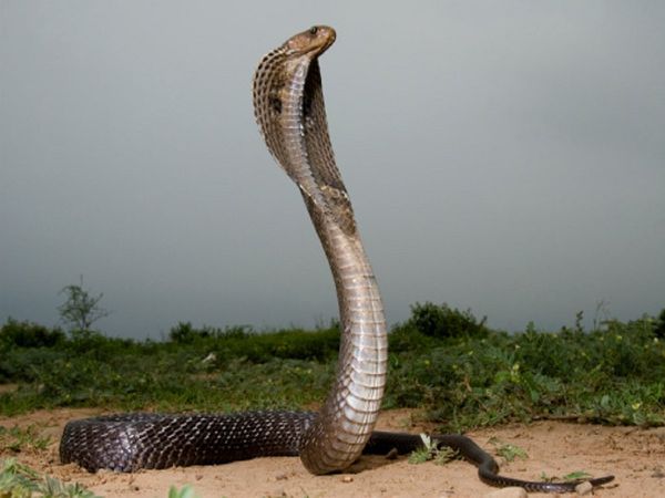 Angry Naagin angry at killing snake bites 26 people in 2 days