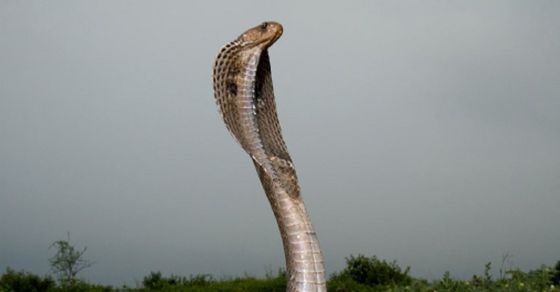 Snakebite|  Odisha: When the snake bitten, the person took revenge and bit him, the snake died.  Snake bites man in Odisha and he bites it back, snake dies