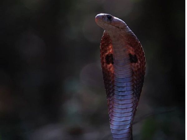 Nag Panchmi 2020 Story and Significance