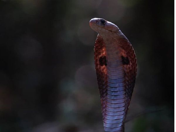 Nag panchami 2021 ka Shubh Yog