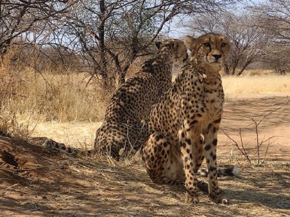 Namibian Cheetahs :नामीबिया से भारत आने वाले चीतों की पहली तस्वीर आई सामने, ग्वालियर में लैंड करेगा जम्बो जेट