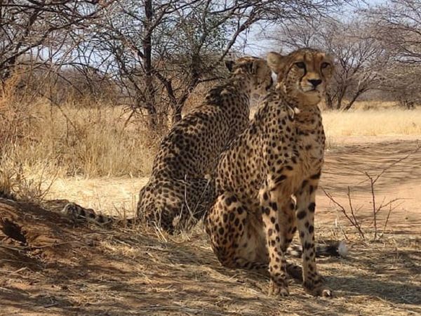 First look of Cheetahs that will be brought from Namibia to India at KUNO National Park in Madhya Pradesh