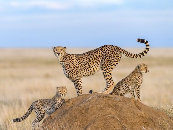 Interesting facts about 8 cheetahs that came to India from Namibia, Two male cheetahs are real brothers