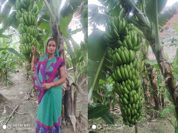UP: Banana and vegetable cultivation changed the lives of women, 8500 women got employment