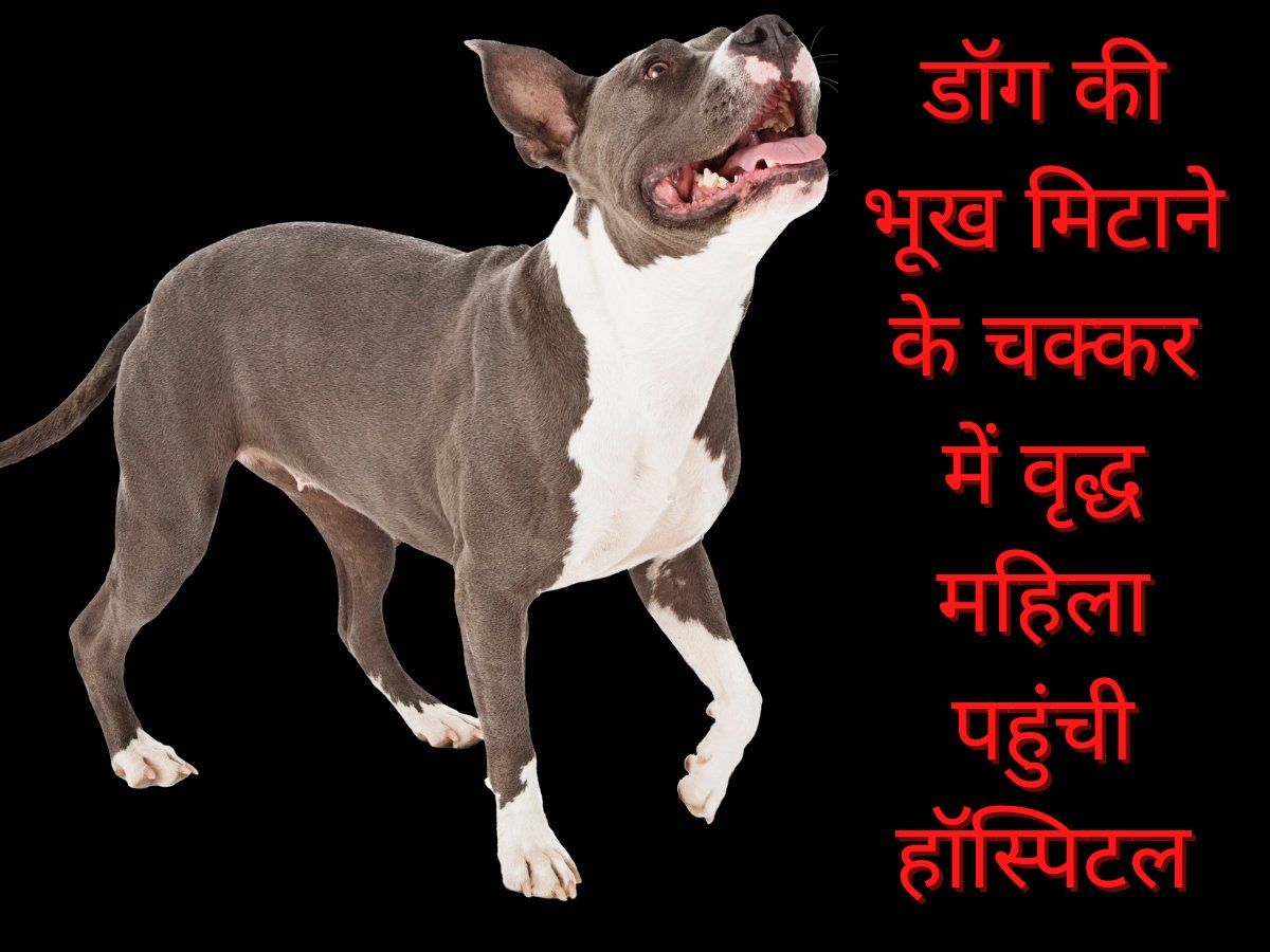 Lucknow Pet Dog Attack: डॉग की भूख मिटाने के चक्कर में वृद्ध महिला पहुंची अस्पताल, जानिए क्या है पूरा मामला