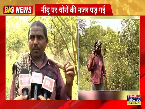 Inflation increased the price of Nimbu, Lathit was deployed to guard the lemon plantation watch VIDEO