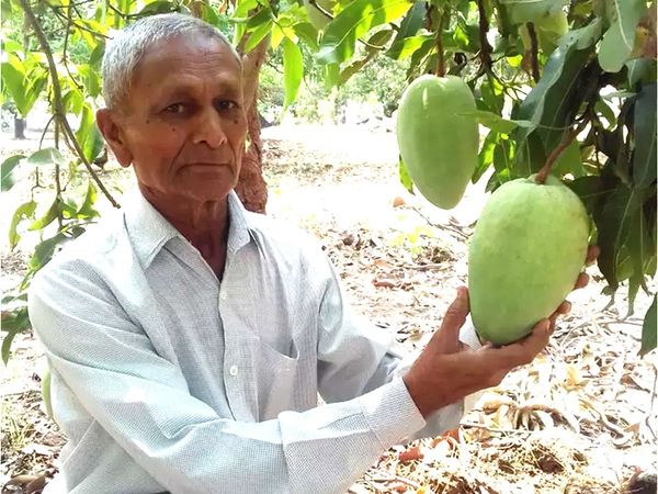 Noor Jahan Mango ki news