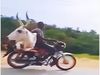 Man Carrying Ox on Bike Watch Viral Video in Hindi