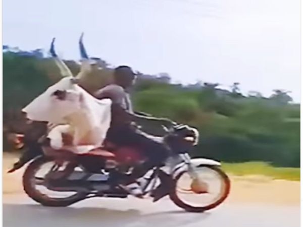 Man Carrying Ox on Bike Watch Viral Video in Hindi