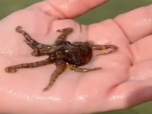 Australian Woman Holding world Deadliest Creatures Octopus know about shocking Truth