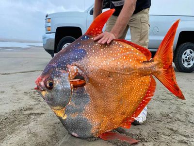 A large fish, called Opah, washed ashore the coast of the US state of Oregon A large fish, called Opah, washed ashore the coast of the US state of Oregon