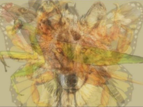 Optical Illusion How Many Animals In Viral Photo Can You Find It